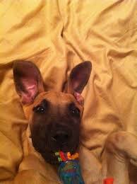 Comes with full akc registration and microchip. Daisy Roo A Fawn Female Great Dane In Ok Is The Joy Of Their Family Great Dane Puppy Great Dane Family Pet