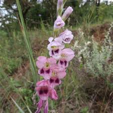 Image result for Gladiolus crassifolius