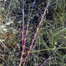 Image result for Ctenium longiglume