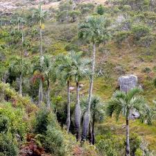 Image result for Monopsis decipiens