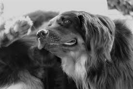 Ask A Vet Online My Dog Had A Flea Treatment But Seems To Scratch More Vet Help Direct