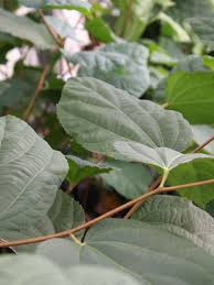 Image result for Grewia herbacea