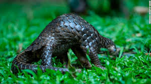 Pangolin scales, like rhino horn, have no proven medicinal value, yet they are used in traditional. China Removes Pangolin Scales From Traditional Medicine List Cnn