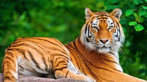 Here we are providing you the best and free latest collection of animal hd images and backgrounds. 63 Hd Animals