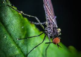 Kleine fliegen in blumenerde bekampfen diese tipps helfen schimmel trauermucken vertreib 11 kleine graue kafer in der kuche in 2020 ungeziefer im haus kleine kuche brauner kafer. Kleine Fliegen Hausmittel Tipps Frag Mutti Fliegen In Blumenerde Kleine Fliegen Fliegen In Der Wohnung
