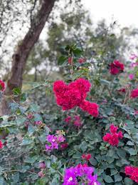 pin by minminyang on travel plants travel
