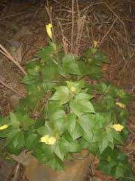 Image result for Azanza lampas