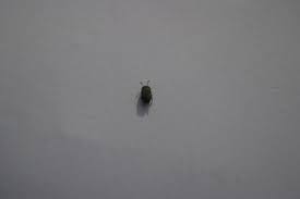 Very annoying in the spring and summer months. The Ancellor Project Mastering Entomology