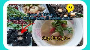 Check spelling or type a new query. Sup Tanduk Kerbau Ling Jiao Youtube