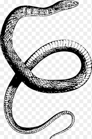 Beneath the curve, draw a circle. Snake Drawing Snakes Animals Vertebrate Png Pngegg