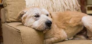 Behavior Problems In Older Dogs Aspca