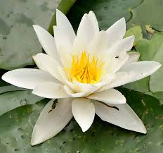Lily flowers can be classified by flower form and flower aspect. Water Lilies