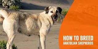 What should i feed my anatolian shepherd dog or puppy? How To Breed Anatolian Shepherds History Litters Temperament Faq