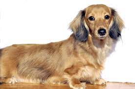 English Cream Dachshund