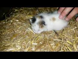 Kedi Yavru Kedi Kedi Videolari En Tatli Kediler Youtube