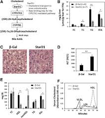 Don't mess up your recipe and be accurate! Insulin Resistance Dysregulates Cyp7b1 Leading To Oxysterol Accumulation A Pathway For Nafl To Nash Transition Journal Of Lipid Research