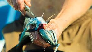 When i go to restaurants i always get something easy like chips which i can just pick up and eat, and try to avoid like bolognese's etc. 3 Easy Ways To Get Fish Smell Off Your Hands Globo Surf
