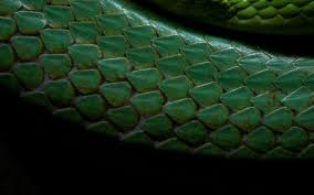 You can also upload and share your favorite slytherin wallpapers. All About Slytherin