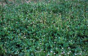Image result for Lippia plicata