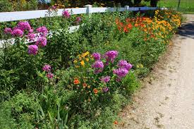 With the right mix of perennials, you can savor seasonal color from summer to fall frost. Zone 5 Gardens What Are The Best Plants For Zone 5