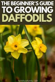 Daffodil Flowers How To Plant Grow And Care For Narcissus Bulbs In 2020 Daffodil Flower Daffodils Narcissus Bulbs