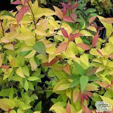 Plant identification by their leaves. Guide To Garden Shrubs Jackson S Online Garden Centre