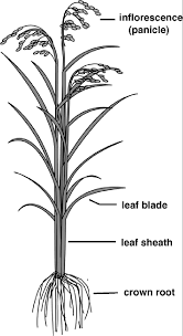 Select from premium rice plant of the highest quality. Schematic Representation Of Mature Rice Plant Download Scientific Diagram