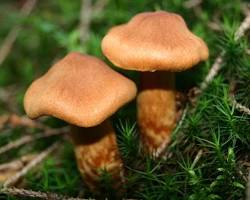 Cortinarius rubellus poisonous mushroom