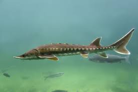 Welse, die genug nahrung haben, ziehen es vor, ihren lebensraum nicht zu ändern. Stor Angeln Tipps Koder Und Montagen Angel Wissen