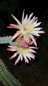 Image result for Pycreus aethiops