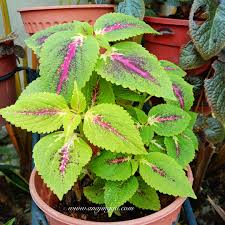 Warnanya yang bertentangan memberikan daya tarikan yang menyerlah sebagai penghias taman. Koleksi Pokok Ati Ati