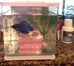 Precisely How Not To Keep A Betta Unheated Boring Too Small These Fish Are Tropical Love To Swim And Are Intelligent And Betta Aquarium Betta Betta Fish