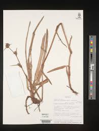 Image result for Cyanotis foecunda