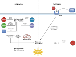 Image result for BCL2 Inhibitor