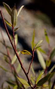 Image result for Salix