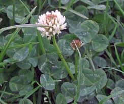Use on crabgrass, dandelions, clover weeds, white clover. White Clover Identify And Control This Lawn Weed