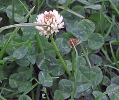 In the last several weeks, it'd be hard not to notice the. White Clover Identify And Control This Lawn Weed
