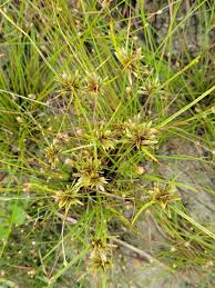Image result for Cyperus clavinux