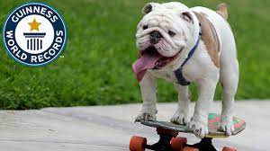 We did not find results for: Otto The Skateboarding Bulldog Guinness World Records Youtube