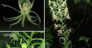 Image result for Habenaria schimperiana