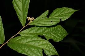 Image result for Dichapetalum