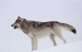 In contrast to jpg images, a gif image can only display 256 colors, but this also saves a lot of space, especially since it also works with compression. Howling Wolves Gifs 70 Animated Images For Free