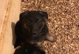 Black And Tan German Shepherd Puppies For Sale Near Me Marko A Male Puppy Goldendoodle For Sale Near Fort Wayne In German Shepherd Breeders Cute German Shepherd Puppies Puppies