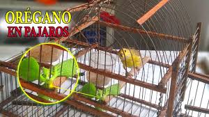 En la amplia gama de perchas para pájaros que puedes encontrar en ninfas.net tenemos perchas de plástico o madera simples, duraderos y resistentes. Como Hacer Pega Para Captura Casera Youtube