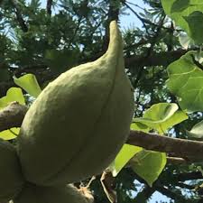 Image result for Sterculia africana