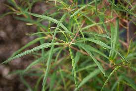 Image result for Erlangea remifolia