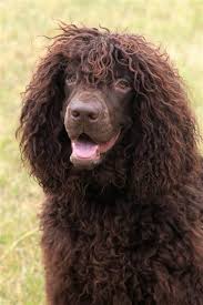 Image result for americký vodní španěl