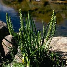 Image result for Juncaginaceae