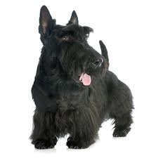 Einstein is a 5 year old male scottish terrier/schnauzer mix who weighs 18 lbs. Scottish Terrier Hunde Informationen Zu Den Rassen Omlet