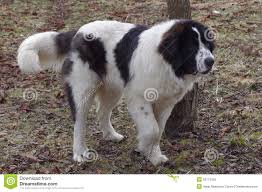Maybe you would like to learn more about one of these? Bucovina Schaferhund Stockbild Bild Von Hund Berg Moldau 52773425